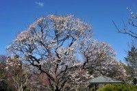 青葉の森公園