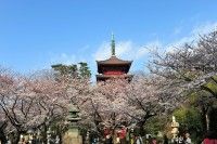 法华经寺（中山鬼子母神）