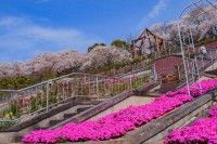 半田山植物園の写真