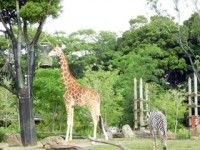 よこはま動物園ズーラシアの写真