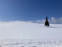 クリスマスツリーの木