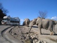 群馬サファリパークの写真