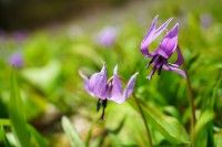 大原カタクリ群生地の写真