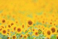 アルコピアひまわり園