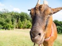 なかよしとんがり牧場の写真