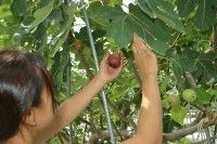 グリーンファーム三基の写真