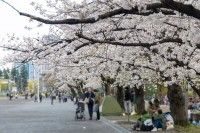 川崎とどろきパーク（等々力緑地）の写真