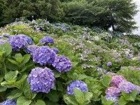 粟井神社の写真
