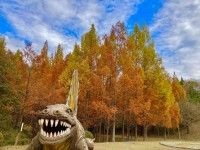 メタセコイアの森・太古の森