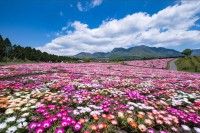 くじゅう花公園の写真