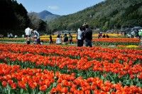 たんとう花公園の写真