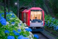 あじさい電車の写真