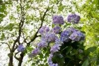 うつぶな公園 南部あじさい祭りの写真