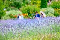 蒜山ハーブガーデンハービルの写真