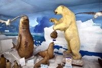 つやま自然のふしぎ館の写真