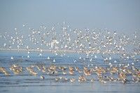 東よか干潟（ラムサール条約湿地）の写真