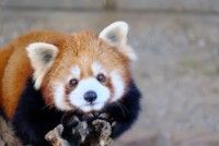 秋吉台サファリランドの写真