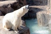 神戸市立王子動物園の写真