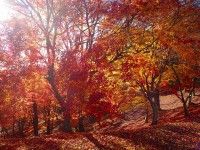 百年公園の写真