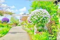 みつけイングリッシュガーデンの写真