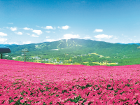 ひるがのピクニックガーデンの写真