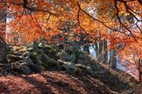 若桜鬼ヶ城跡の写真