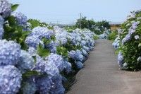 美萩野あじさい公園の写真