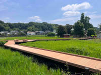 小山田蓮田緑地の写真