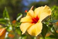 フラワーパークかごしまの写真