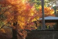 静岡県立森林公園