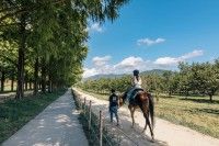 メタセコイアと馬の森の写真