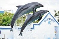 しながわ水族館の写真