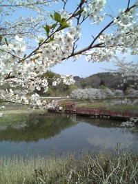 桜台中央公園・桜台調整池（深城池）の写真