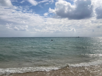 ヤハラヅカサの写真