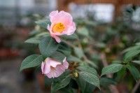 ののいち椿館・椿山