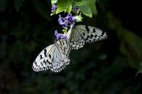 石川県ふれあい昆虫館の写真