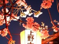 うえの桜まつりの写真