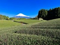 大淵笹場の写真