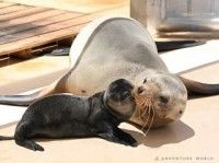 アドベンチャーワールドの写真