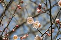 吉野梅郷の写真