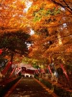 鰐淵寺