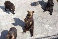 昭和新山熊牧場の写真