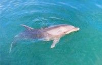 じゃのひれアウトドアリゾート ドルフィンファームの写真