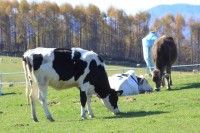 長門牧場の写真