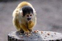 世界サル類動物園（日本モンキーセンター）の写真