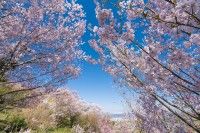 花見山公園の写真
