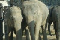 京都市動物園の写真