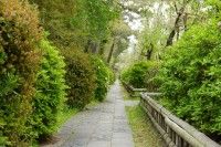 半木の道の写真
