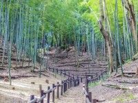 小机城址（小机城址市民の森）の写真