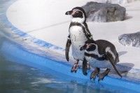 桐生が岡動物園の写真